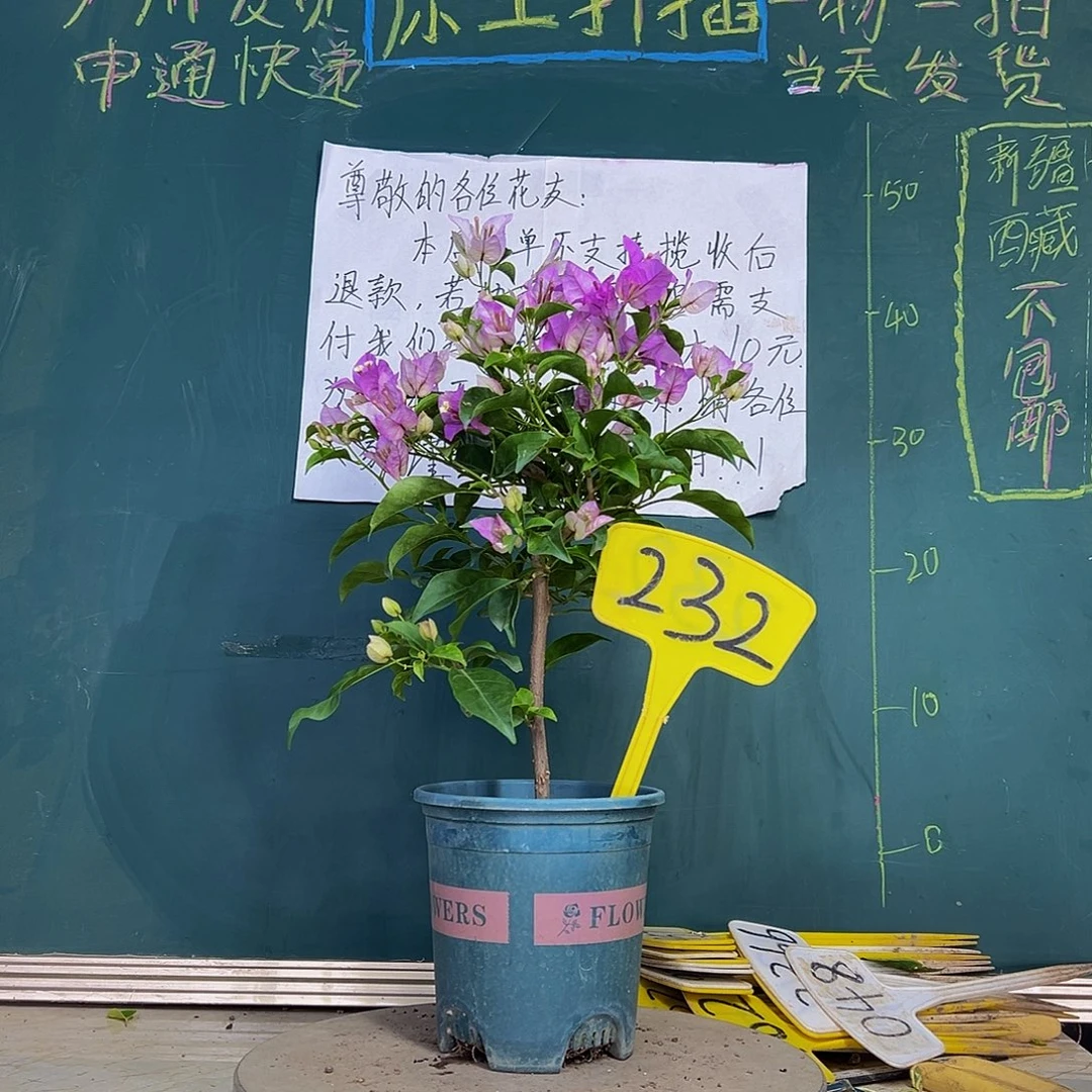 当前无花栽培后可以开花雪紫 232