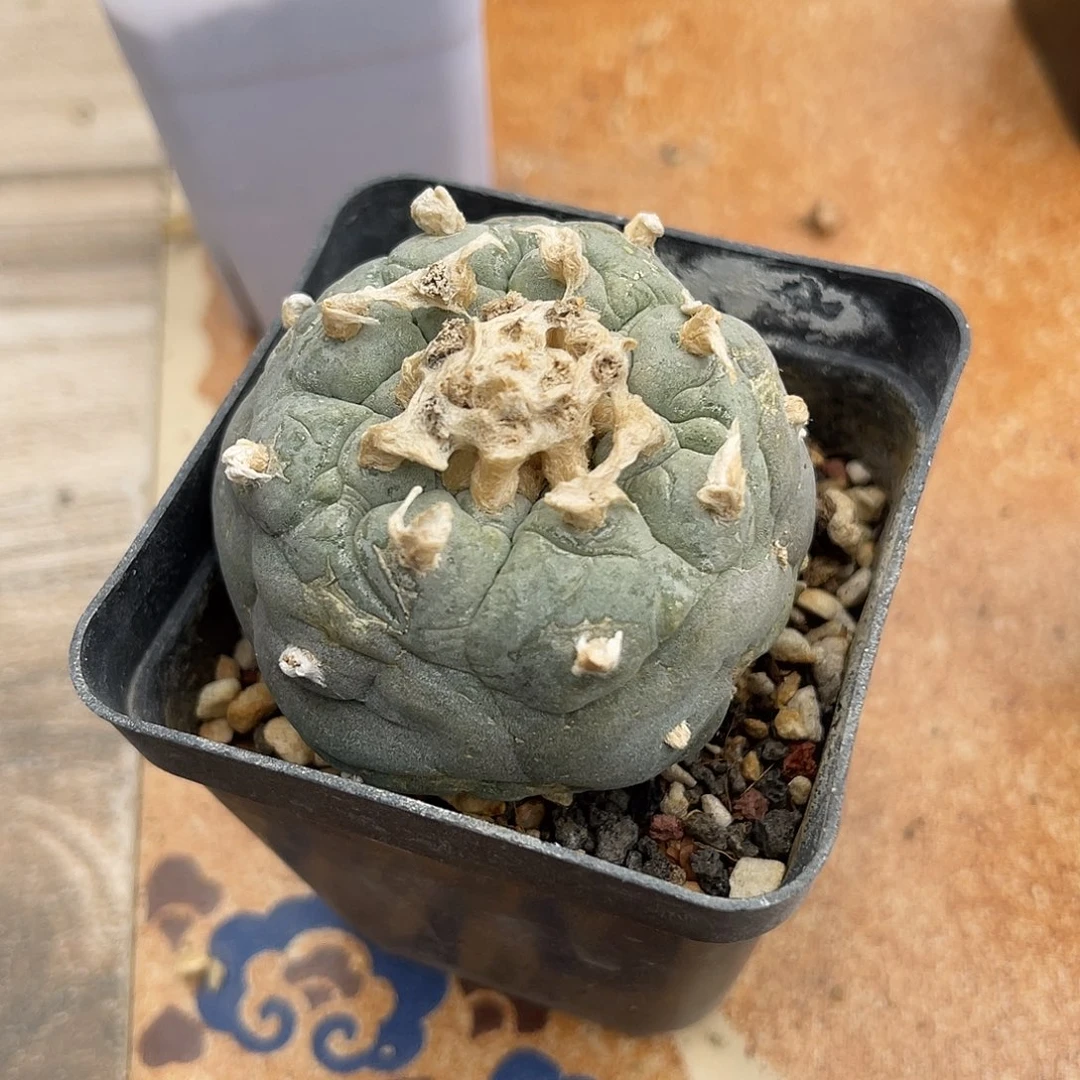 日系银鱼一物一拍