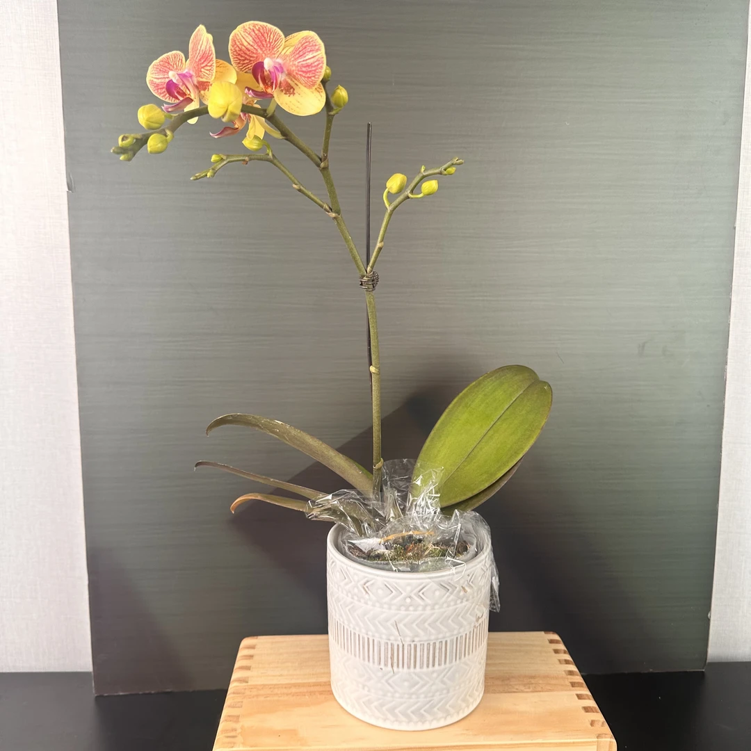 【花之漫】（蜂蜜）3.5寸双剑蝴蝶兰客厅桌面花卉