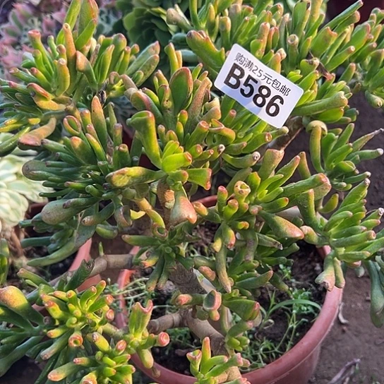 淄****店多肉植物一个