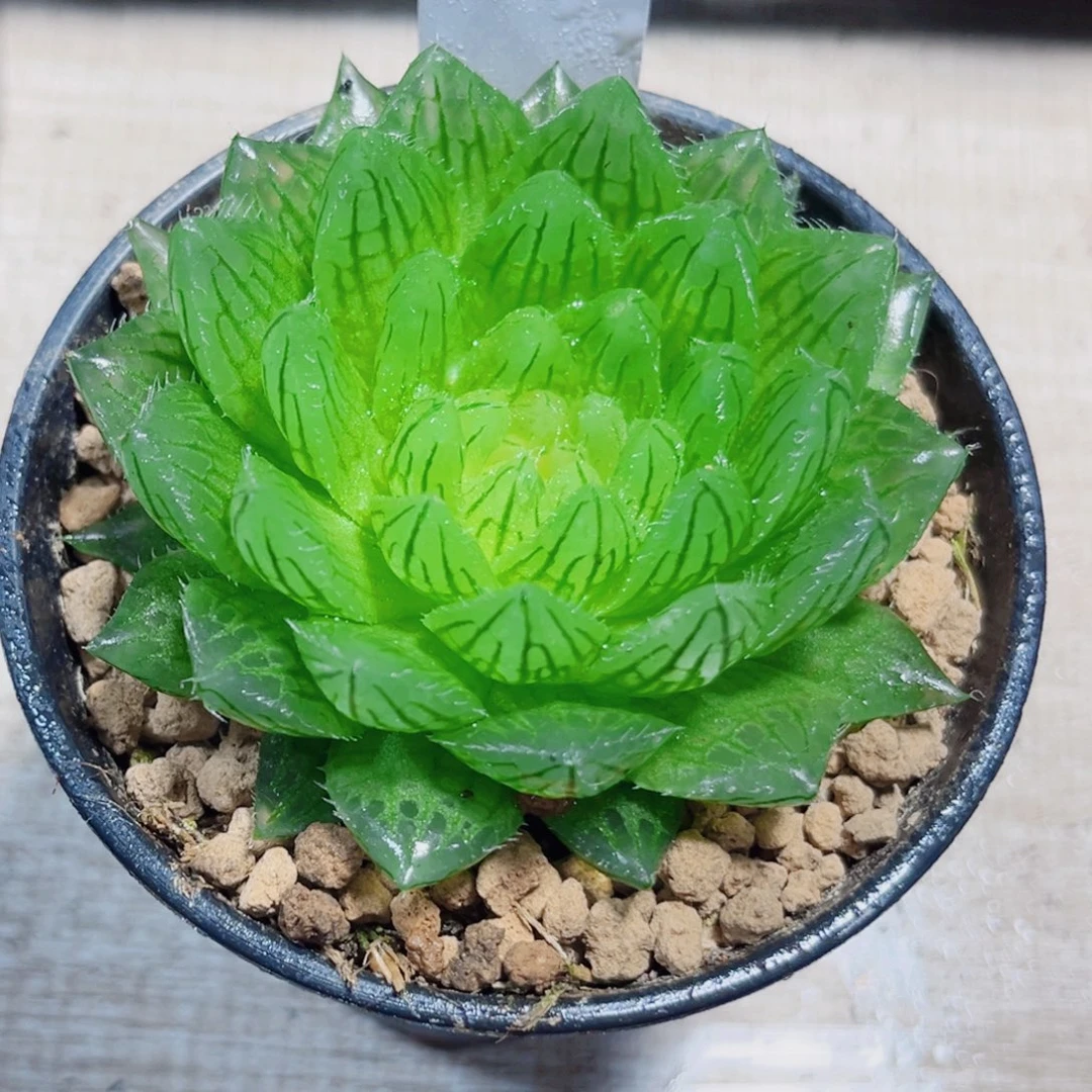 樱水晶多肉植物6666