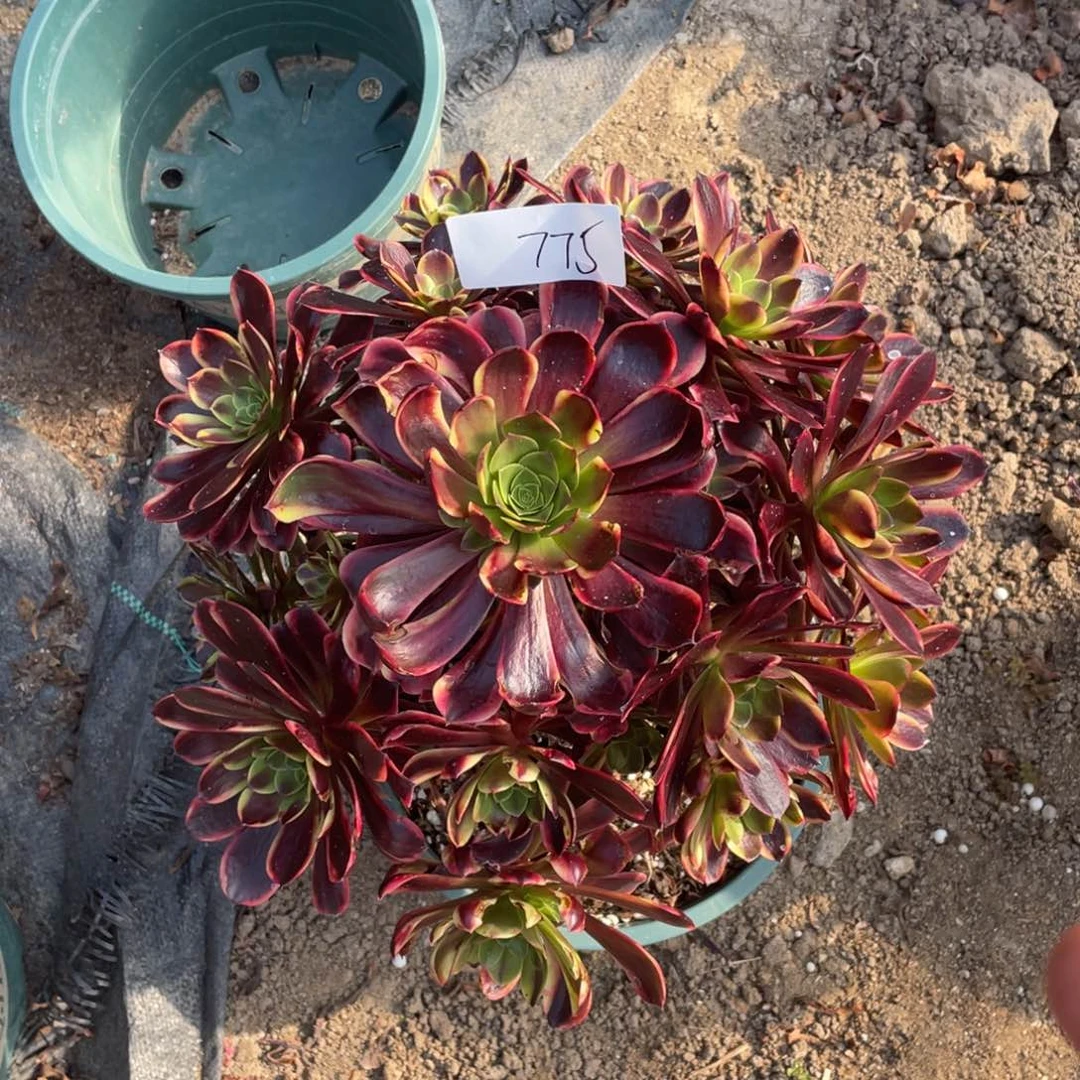 老五多肉775111111