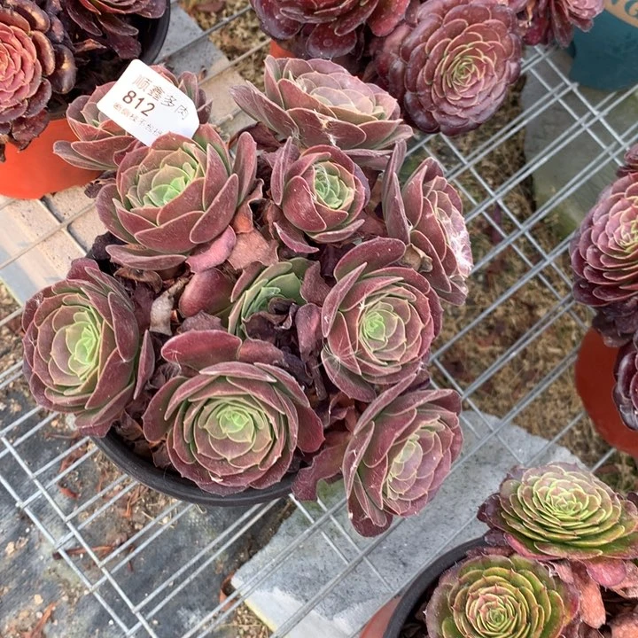 812欧紫多肉特价不售后
