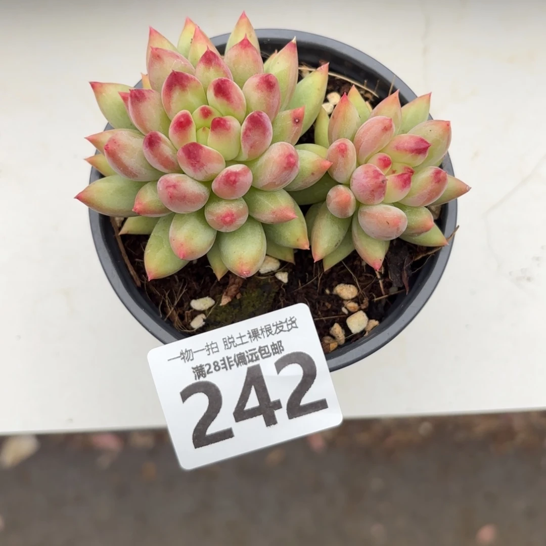 虞美人无盆土发货