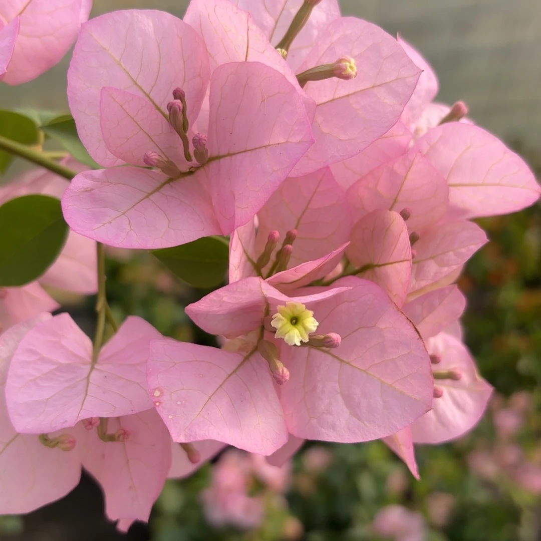 完全开放（国际粉）三角梅会落花落叶会光杆苗有大有小