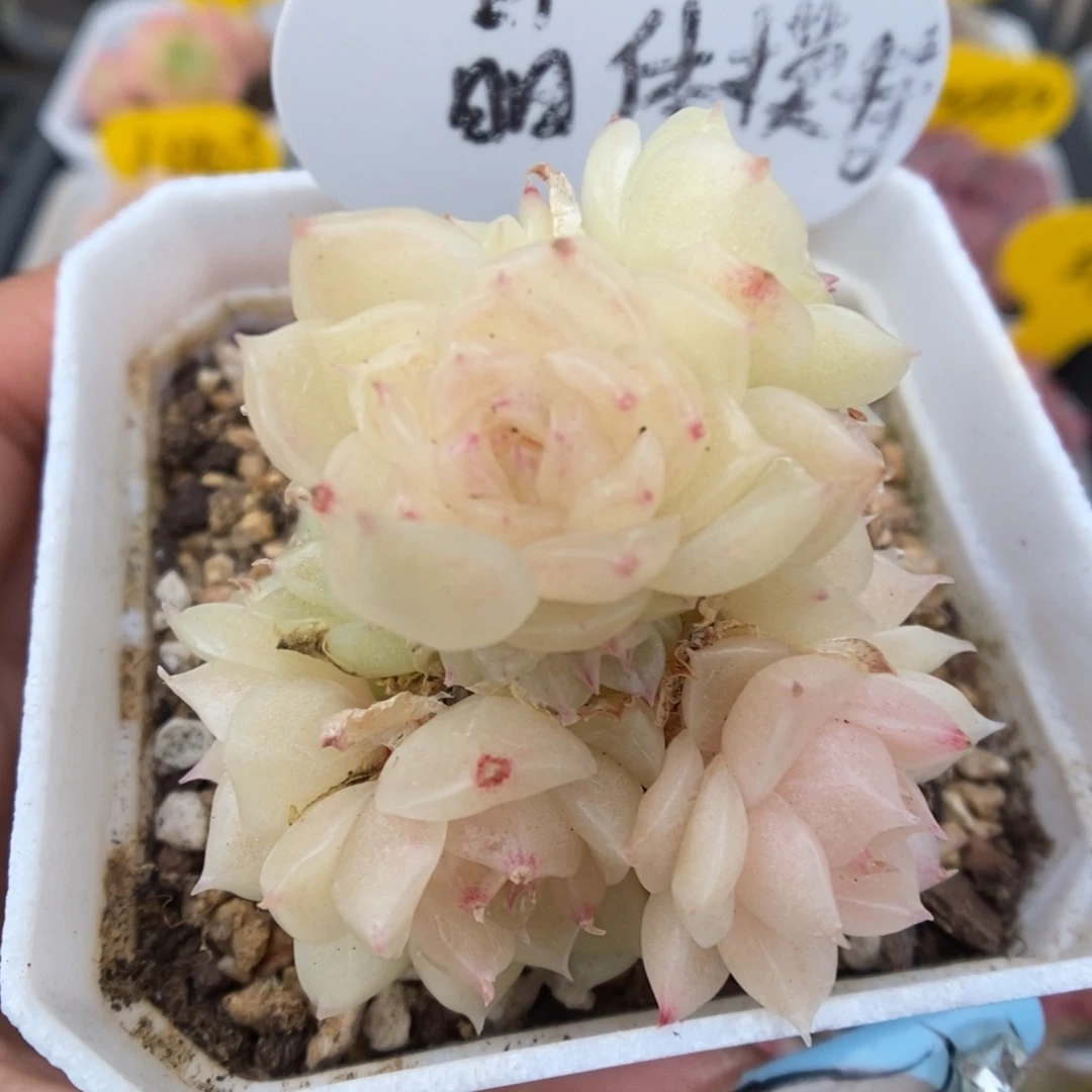 晶体麦秆模特可拍