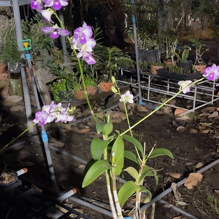 当前无花朵，栽培后可花朵泰国美人1014