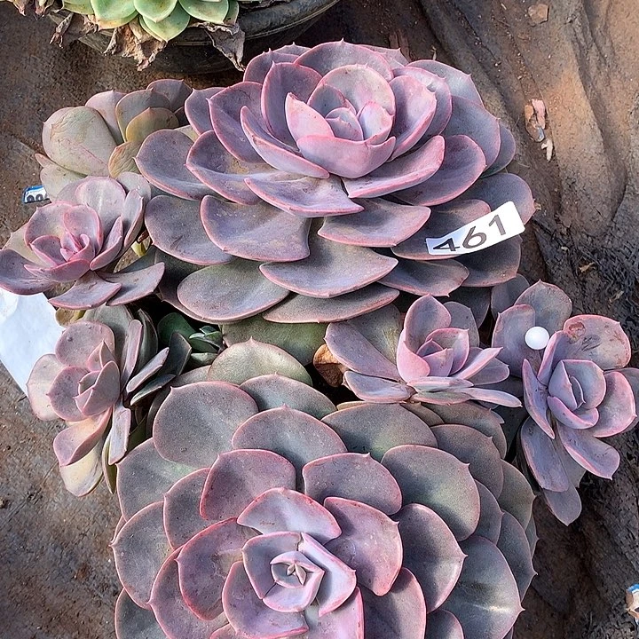 461尘埃玫瑰一物一拍多肉