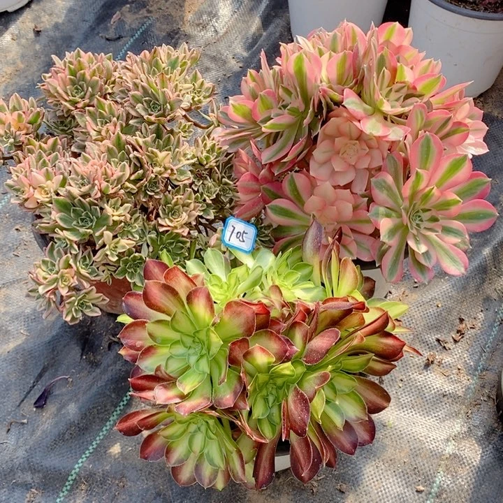 705甜茶，粉女巫，韶华多肉