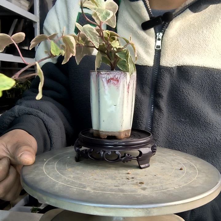 台*岛小盆景小植物一物一拍197