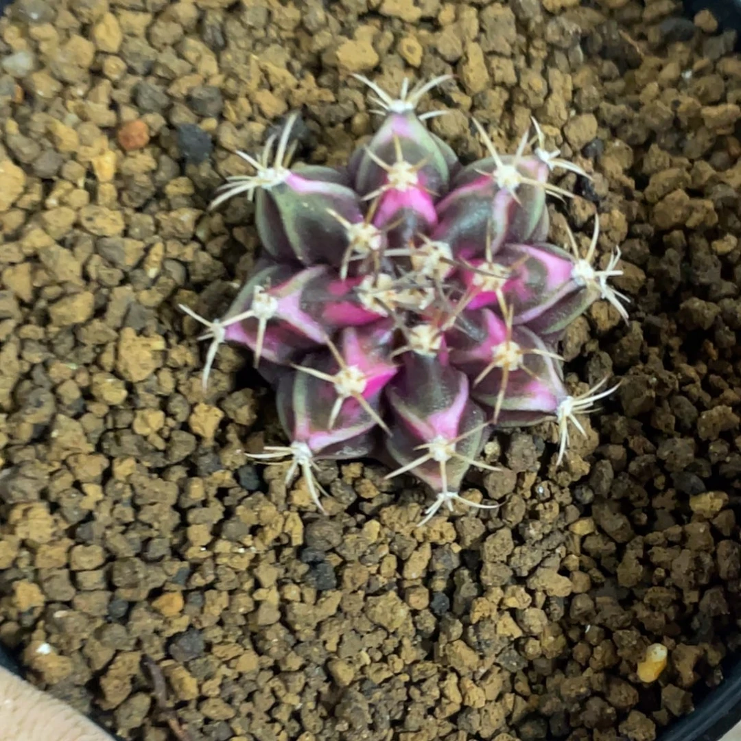 当前无花朵，栽培后可花朵紫粉棱背V锦