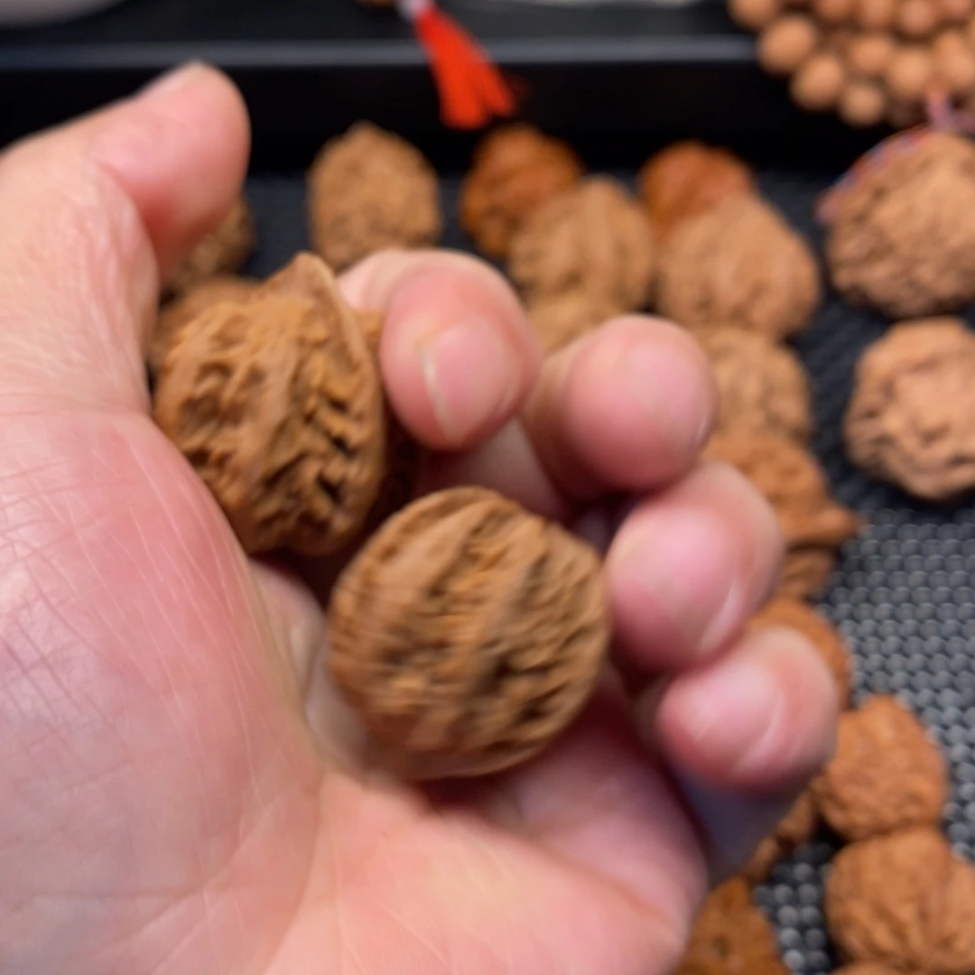 风***秦岭森林中发现过几株
