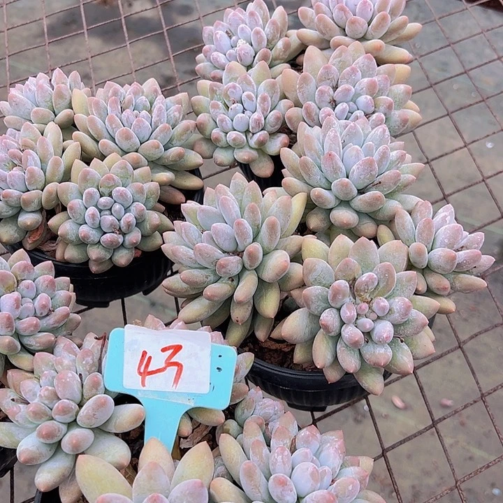 43罗丽奶带盆一个