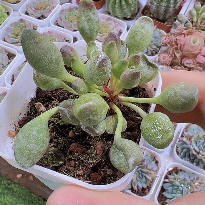 鼓槌19包邮多肉植物