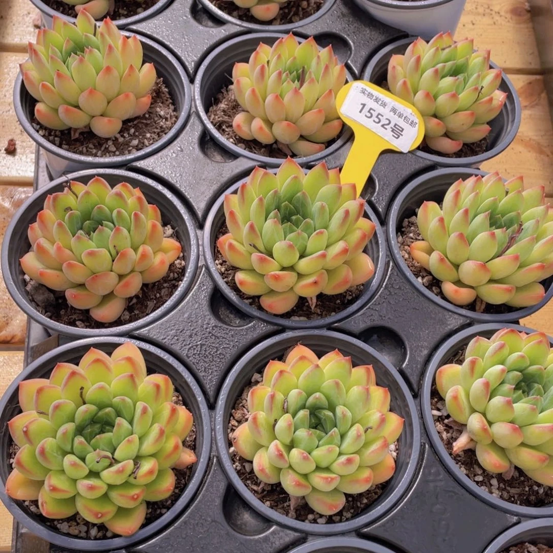 1552号 彩体幻影美人单头一个