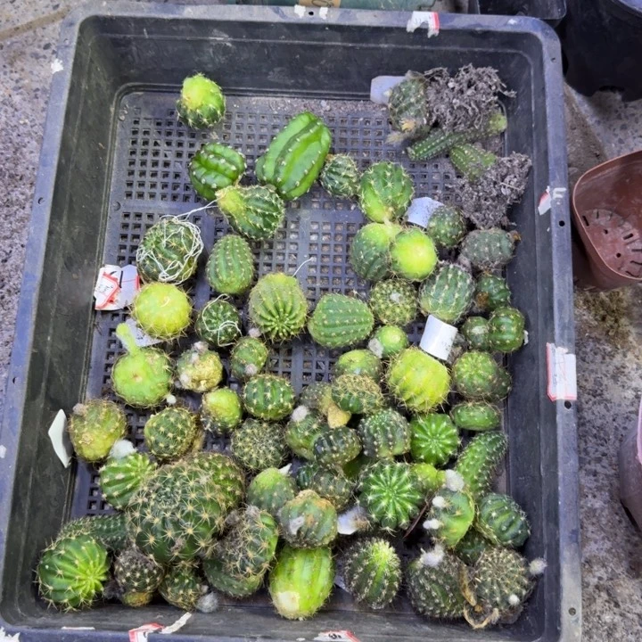 328丽花很小2个品种无根侧牙2公分左右,20包邮
