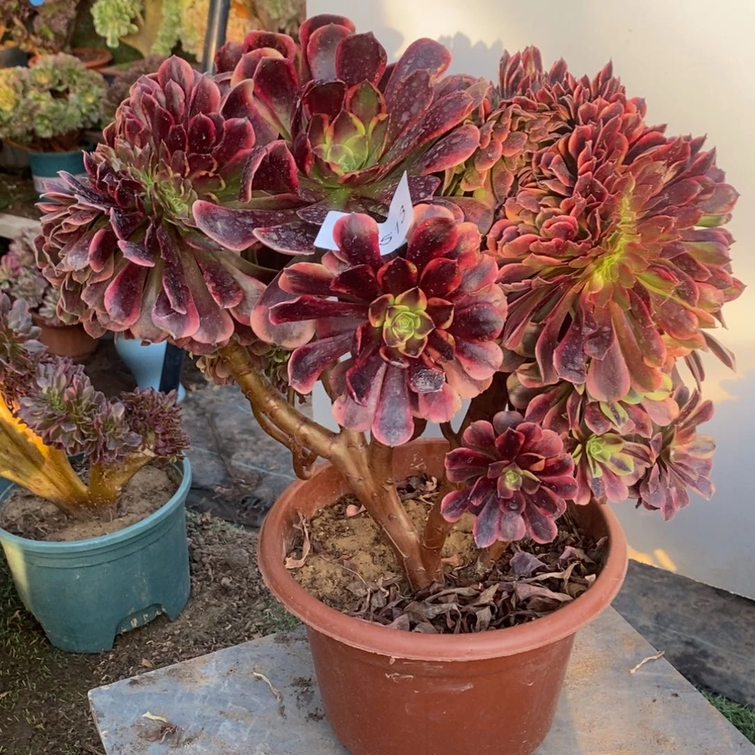 欧嘉莉缀化10513号多肉