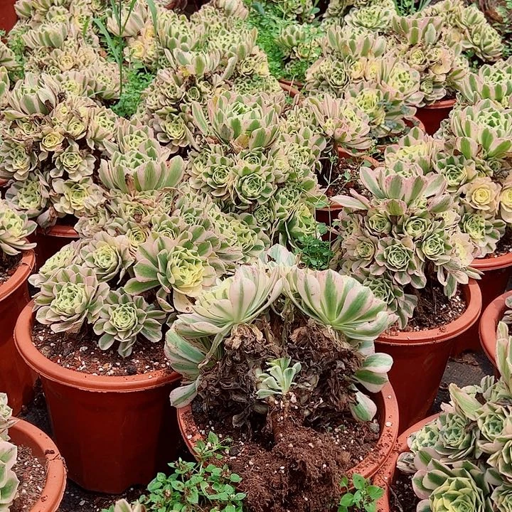 迈巴赫家多肉植物大战