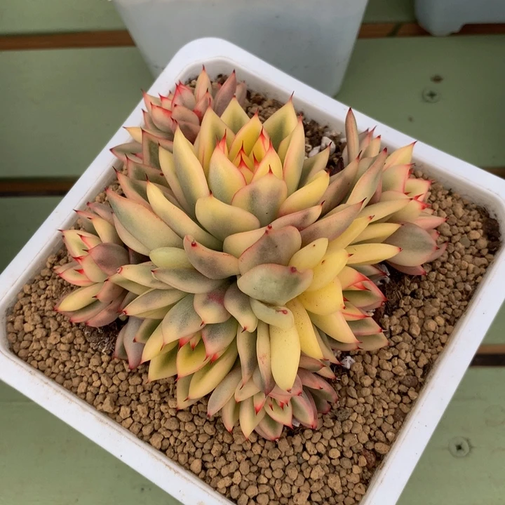 阿斯娜锦捧花锦上园艺一物一拍