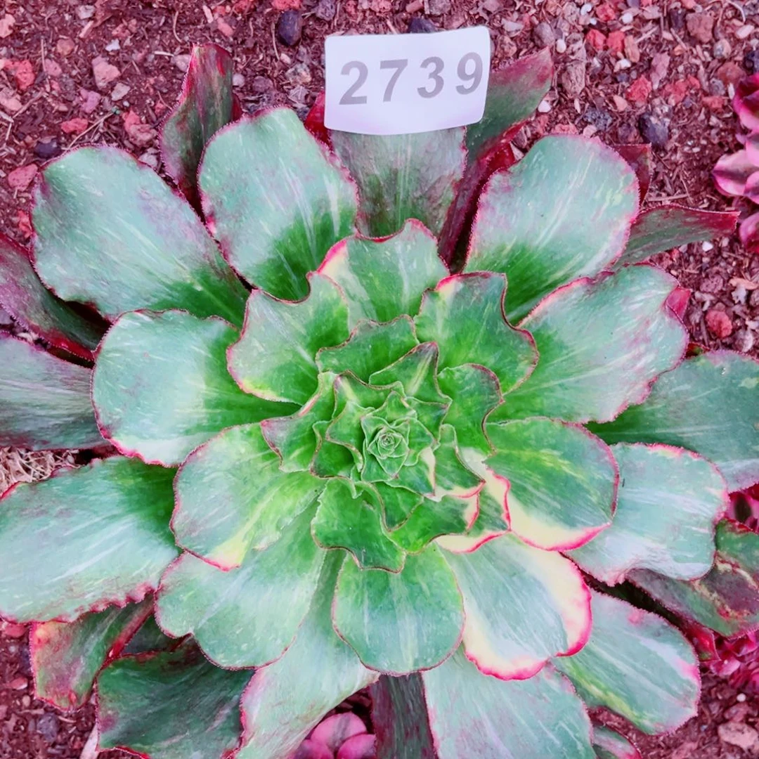 魅影七彩多肉发货