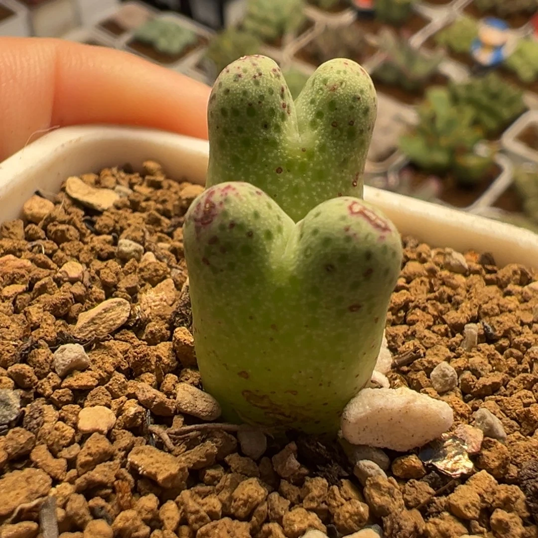 草莓斑马多肉植物盆栽栽培
