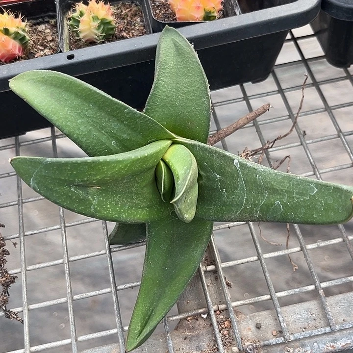 我也不知道我为什么要这样