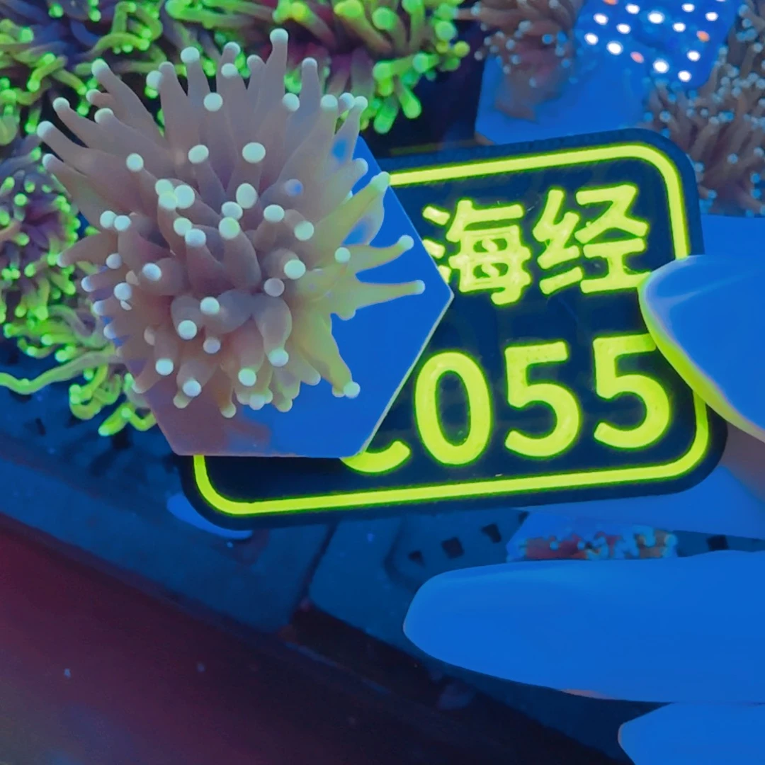 深***6纽扣珊瑚晓晓不包邮脱藻黑火柴C055