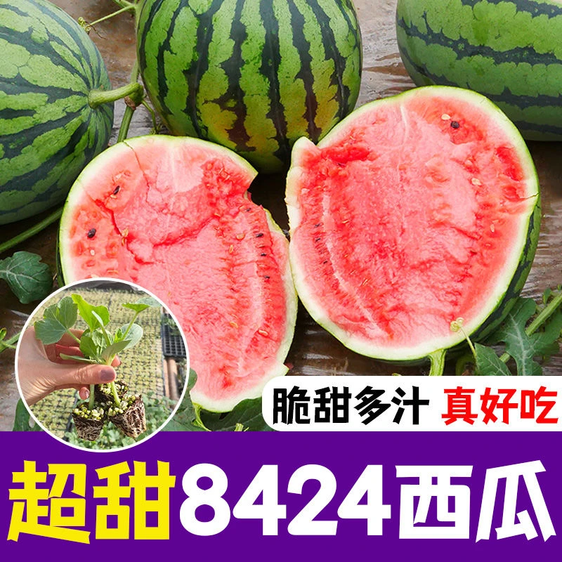 8424西瓜种苗南方无籽西瓜冰糖麒麟西瓜种子盆栽四季秧苗种孑