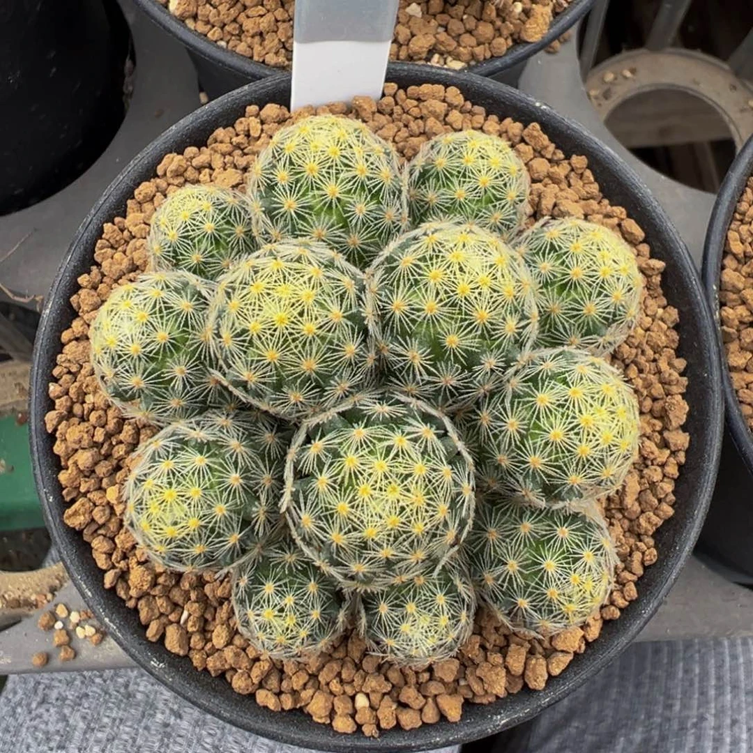 133实生根吉赛尔多肉植物带盆土