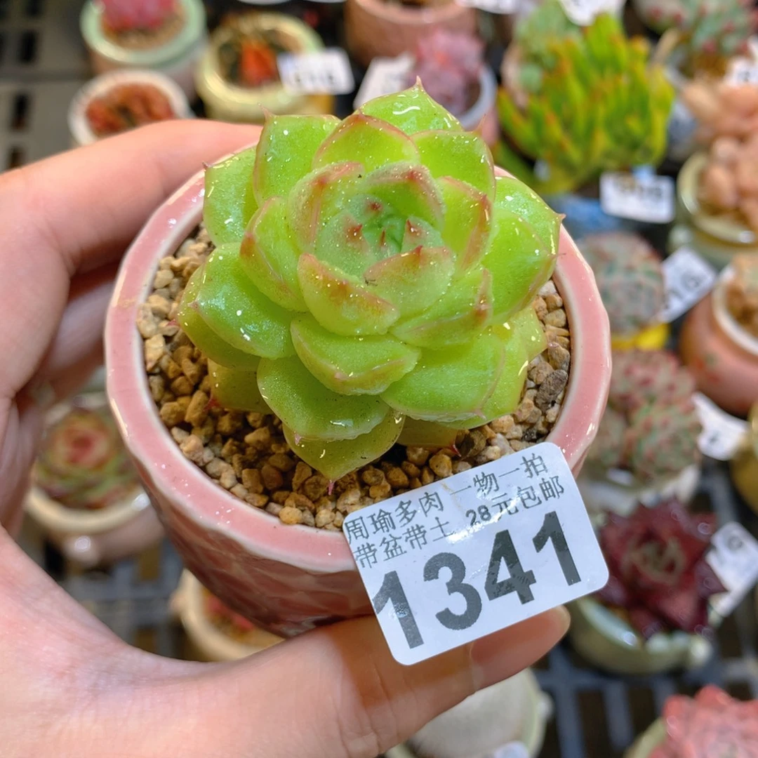 5厘米盆精控多肉1341