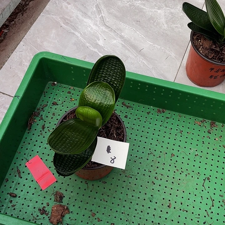 完全开放油麻短叶