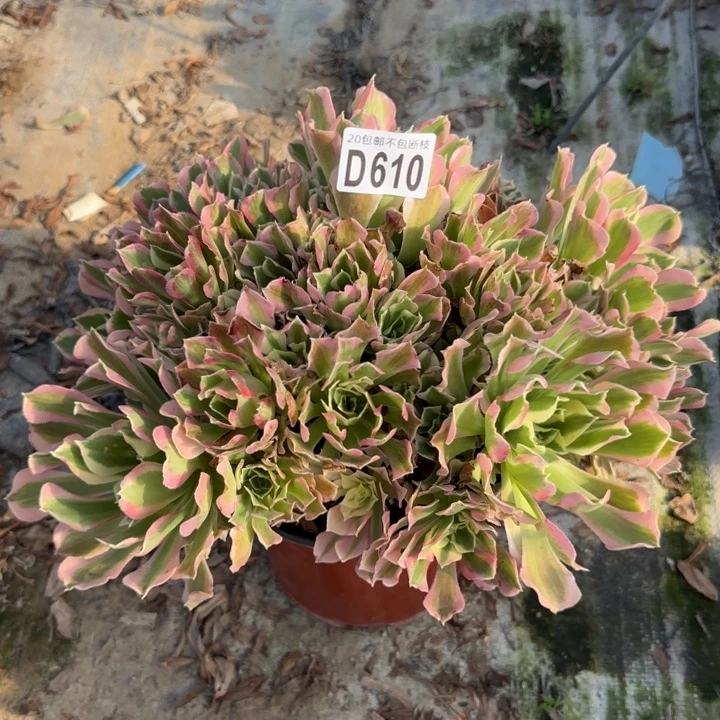 白凤……多肉植物……