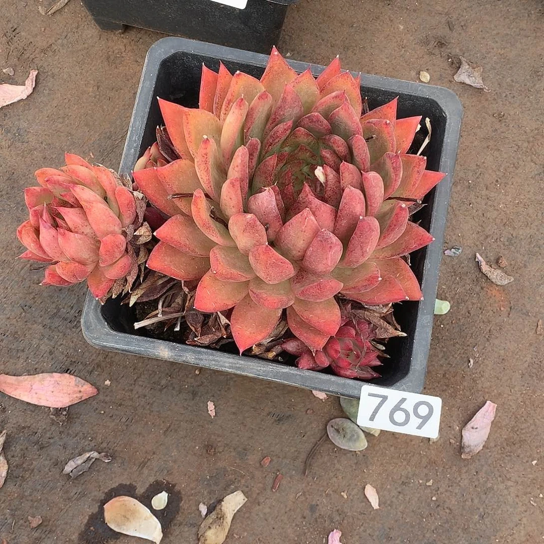 769 一物一拍多肉