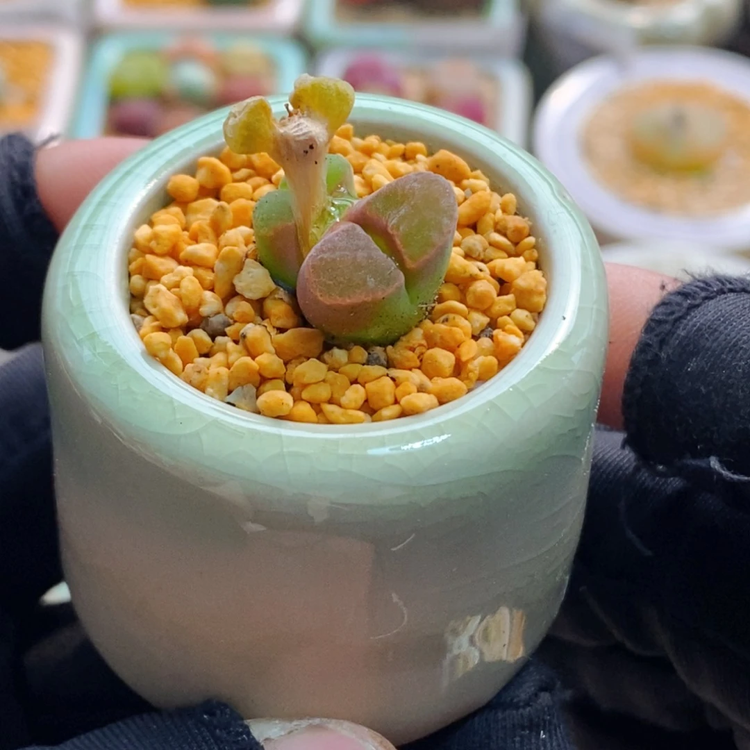 7707--一物一拍 带盆 磁铁母本