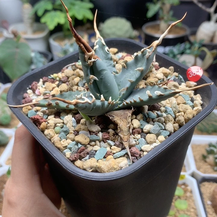 eb曲刺妖炎龙舌兰脱土