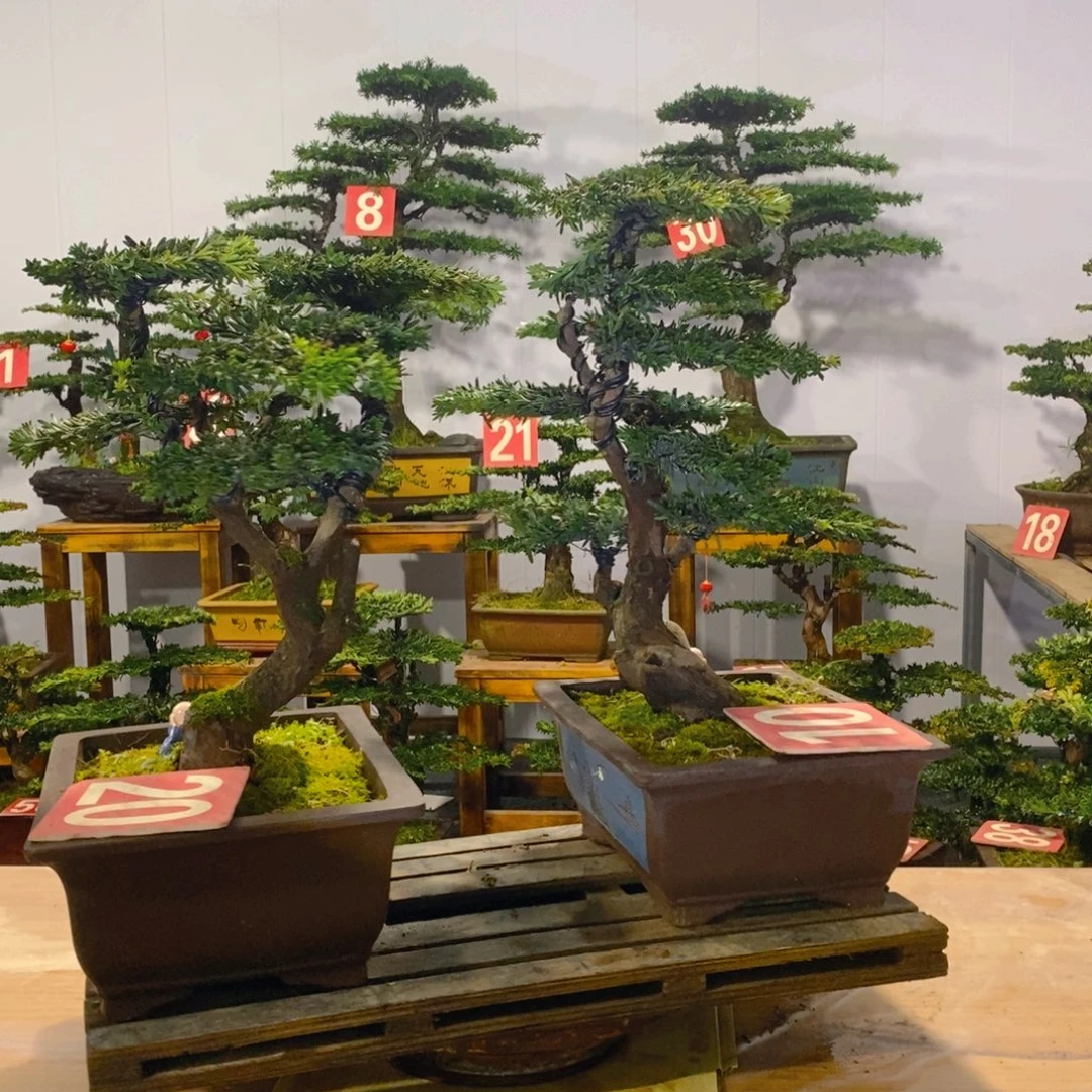 完全开放罗汉松盆景一对