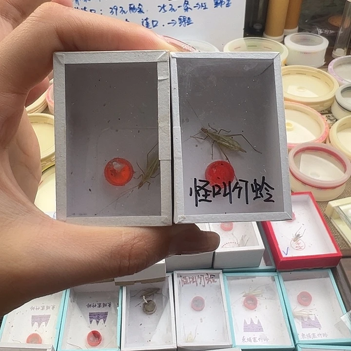 怪叫竹蛉两只包邮