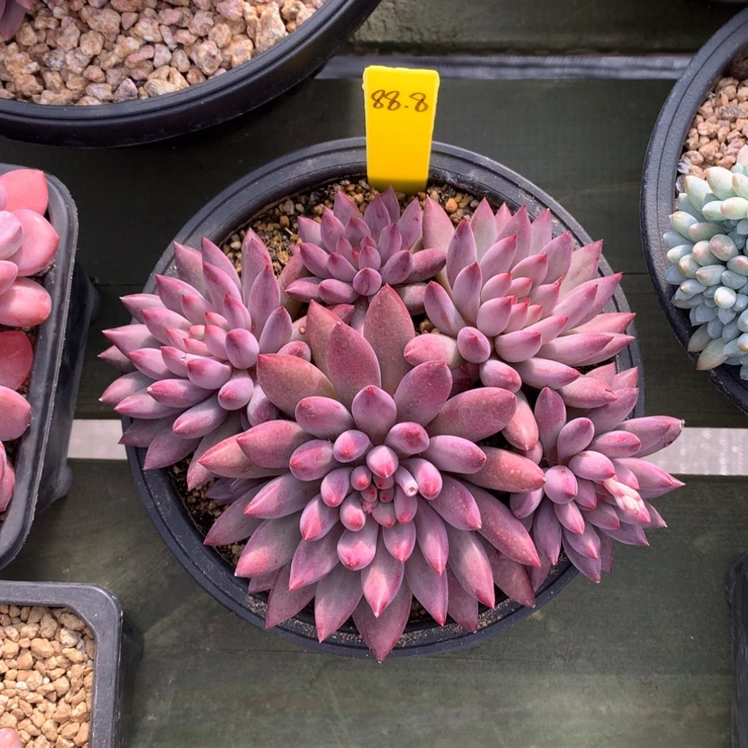 虞美人 多头 一颗