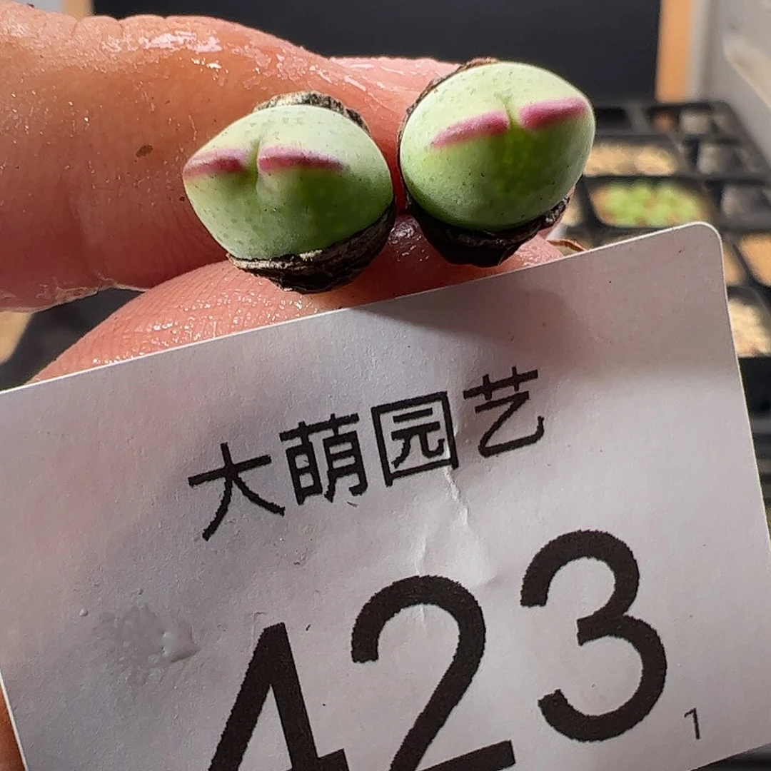 0000423 一物一拍正版1414.71皮卡丘