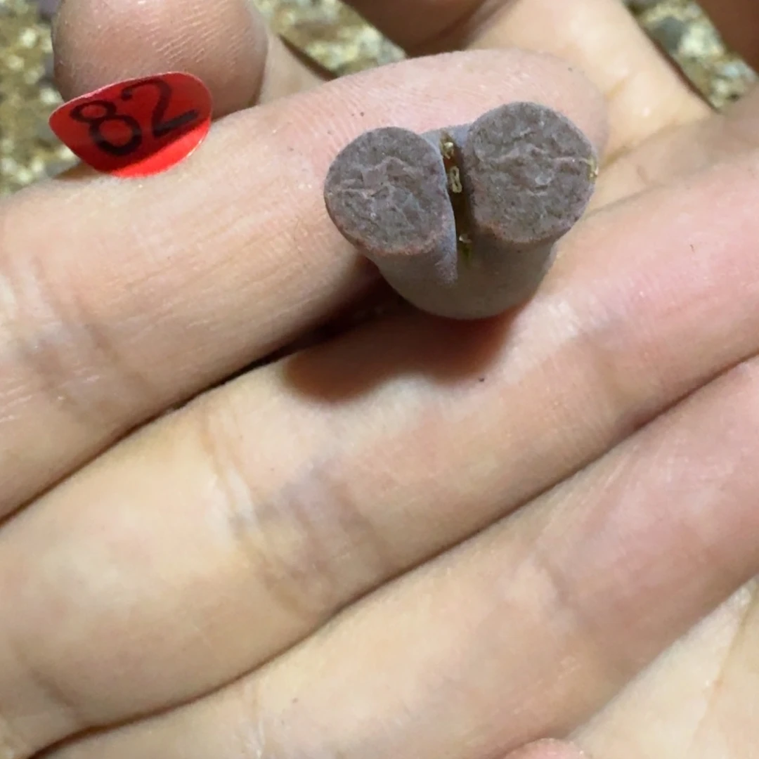 湖***任82.....多肉.....