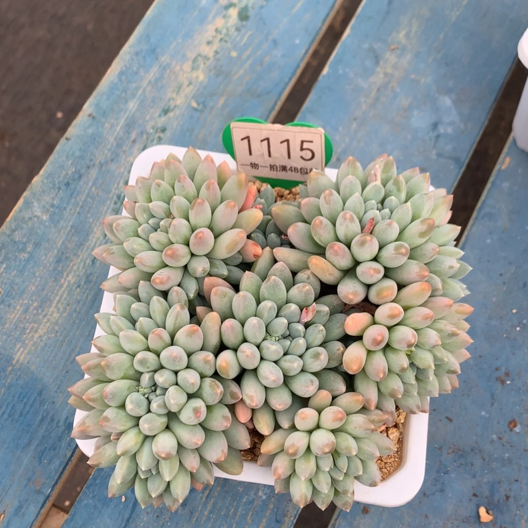 一***博七彩奶糖无砍平头1115