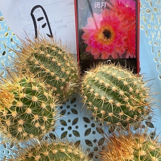 闭月 无根侧牙 满18包邮