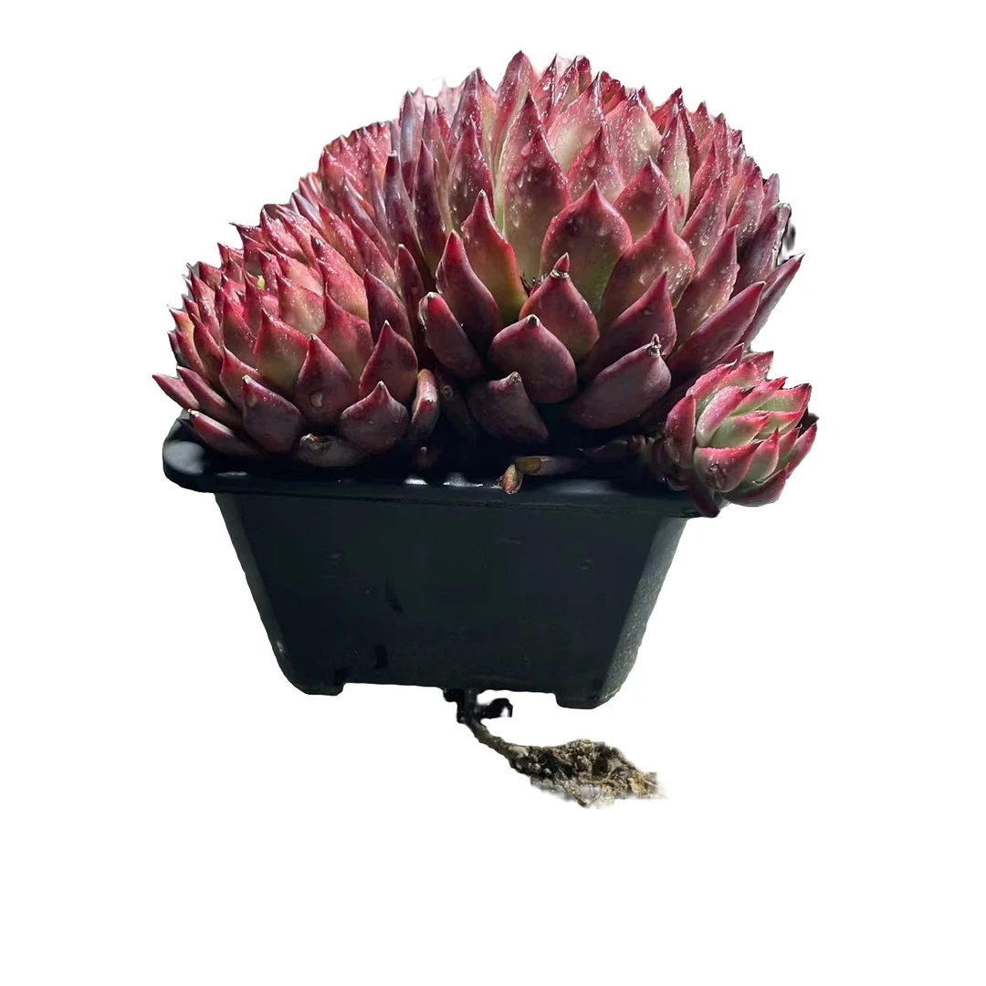 超级佛兰克一颗脱土多肉植物（满15元包邮）阳台露台办公室绿植植