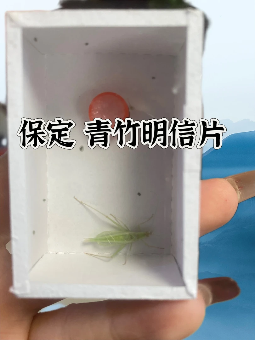 保定青竹3盒 明信片 模型玩具