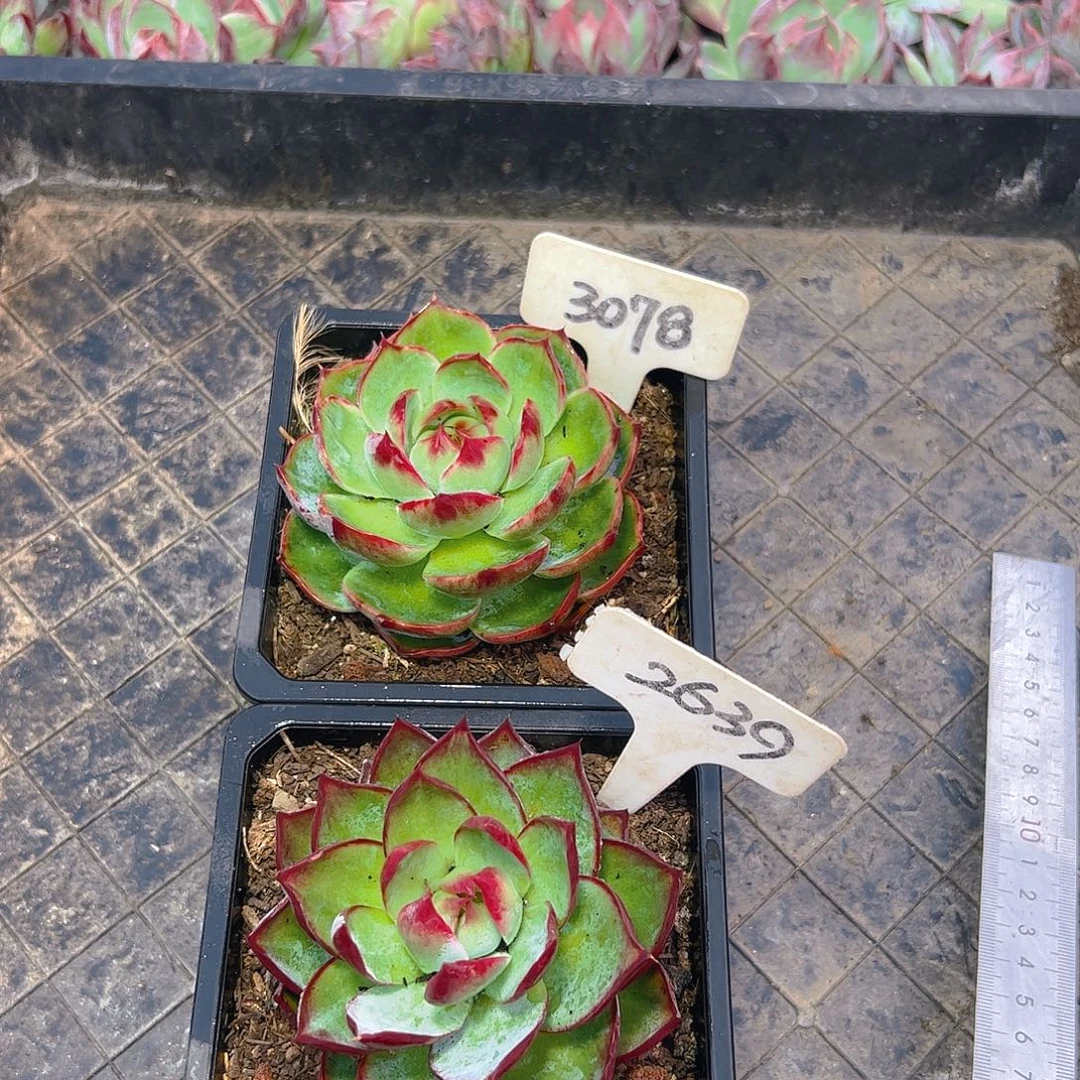 南***宝惊鸿仙子3078.2639号