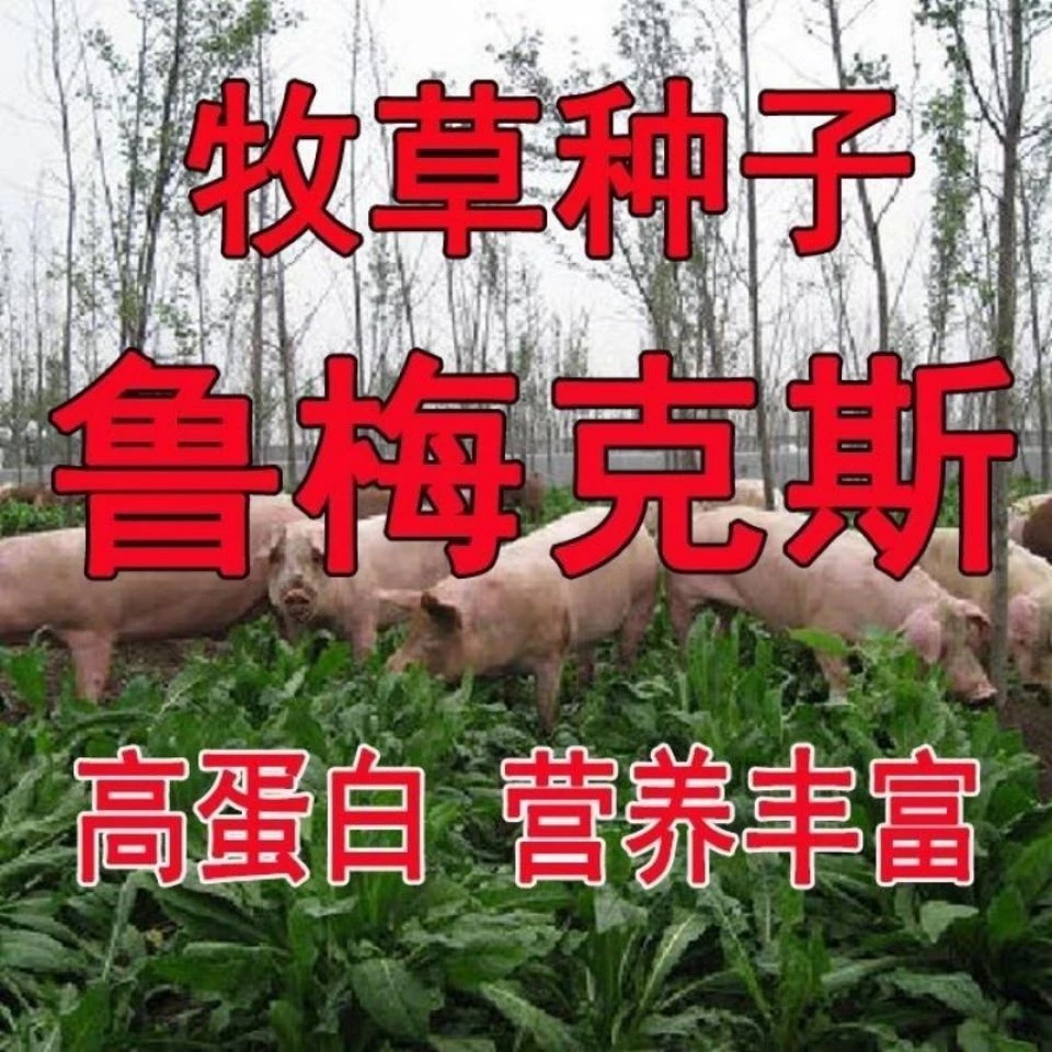食叶草母本鲁梅克斯,多年生耐寒耐盐碱高产高蛋白牧草种子