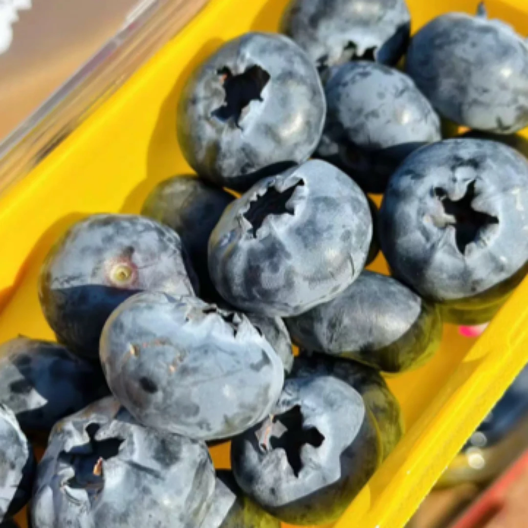 娜～限定款24MM～28MM蓝莓超大鲜果巨无霸山地蓝莓水果包邮