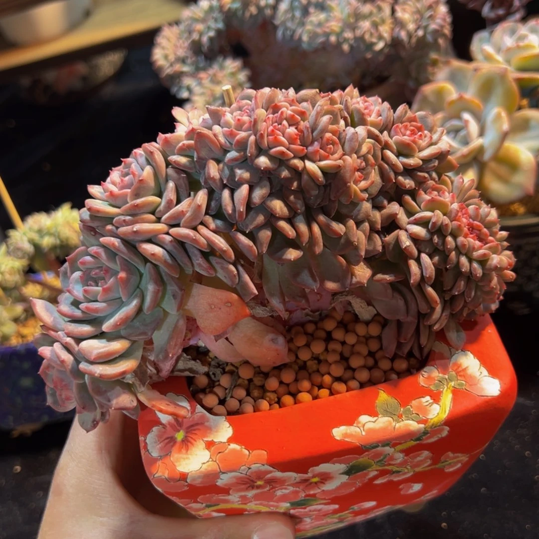 毛*新年快乐 新年快乐