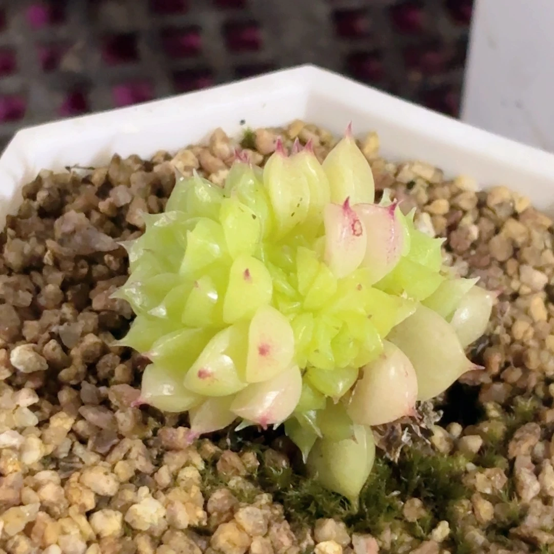 132 新疆西藏内蒙不发货