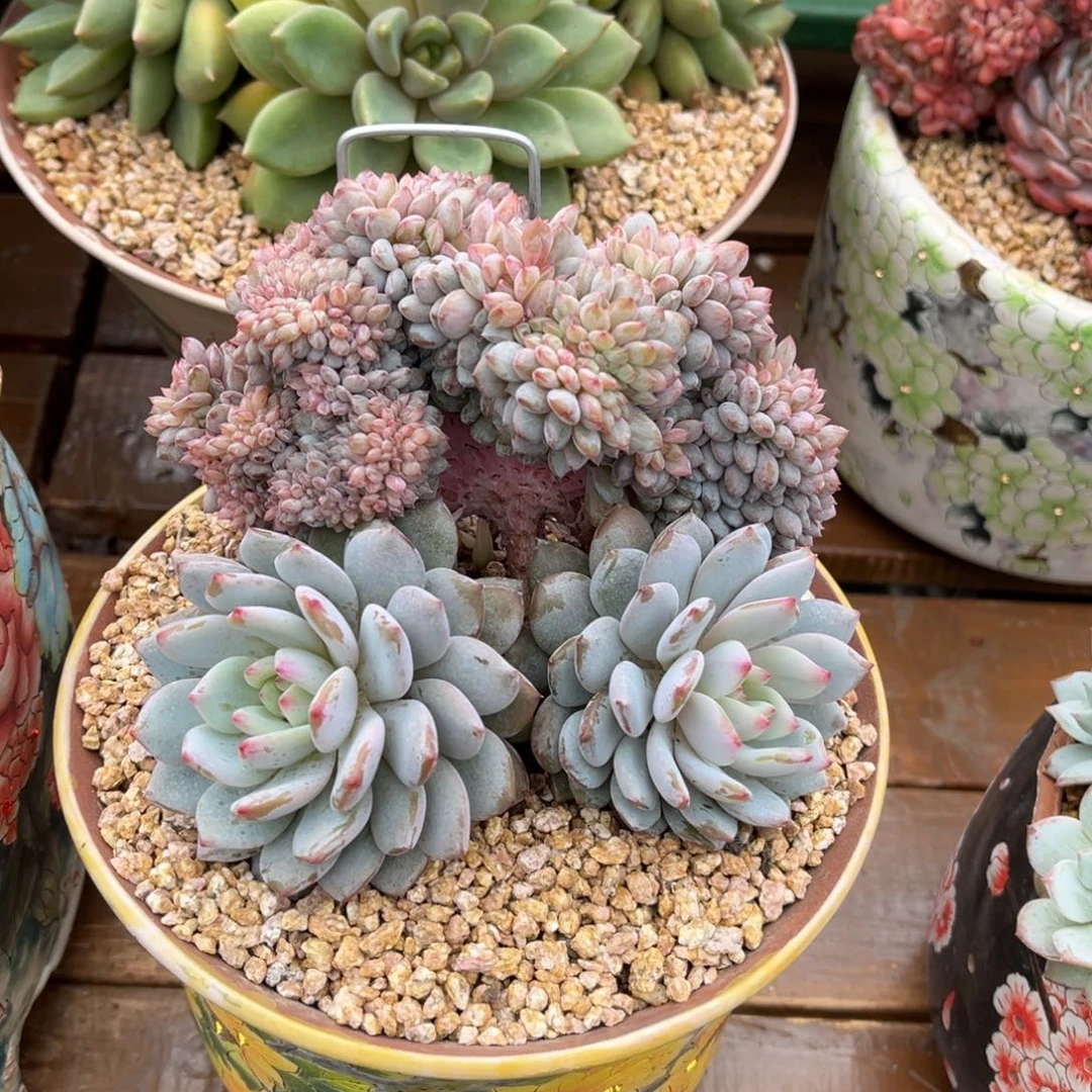 星星橙树一物一拍